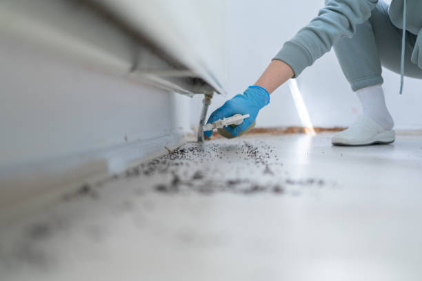 Wasp Removal Services in Rosita, TX